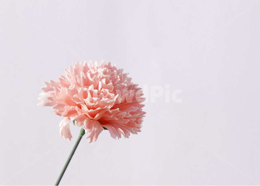 꽃,플라워,카네이션,클로즈업,축하,감사,고마움,흰배경,자연,식물,어버이날,스승의날,조화,비누꽃,비누,소품,줄기,핑크,분홍색,꽃,flower