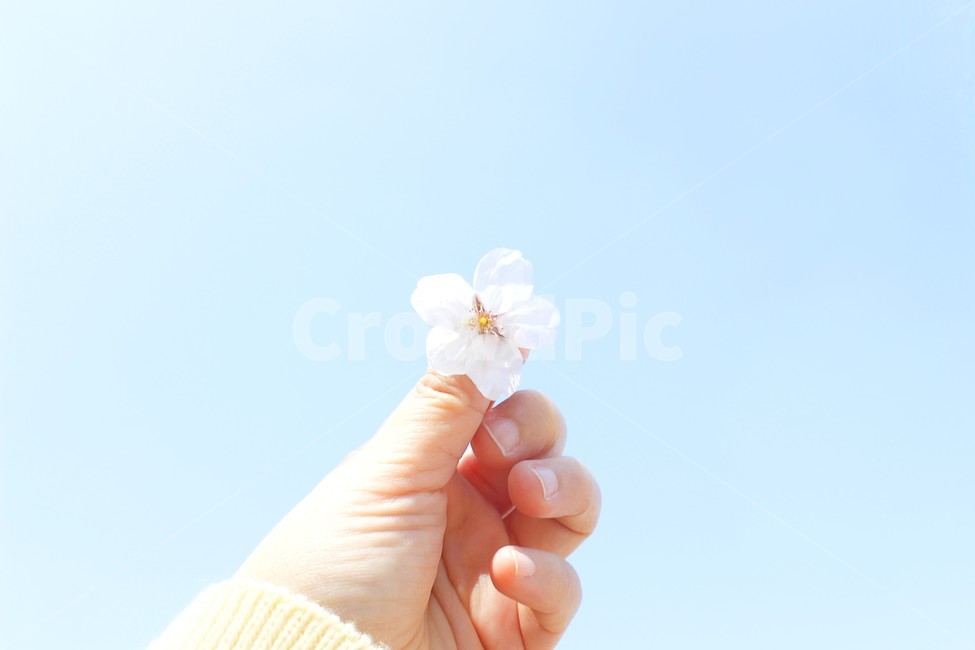 손,봄,하늘,벚꽃,꽃,plant,식물,human,인간,person,사람,hand