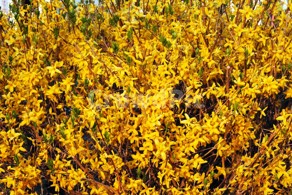plant,개나리,봄,꽃,나무,식물,자연