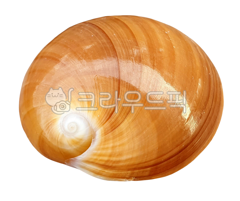 조개, clam, shell, seashell, 조개껍질, 사진,이미지,일러스트,캘리그라피 - machaboo작가