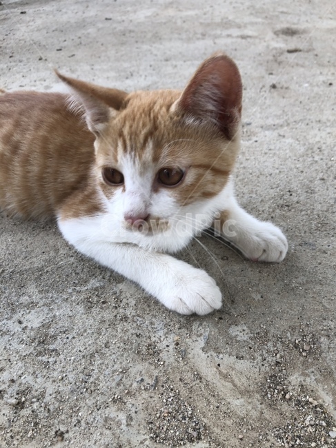 cat,고양이,pet,동물,animal,포유류,동물,animal,포유류,mammal,고양이,cat,kitten,kitty