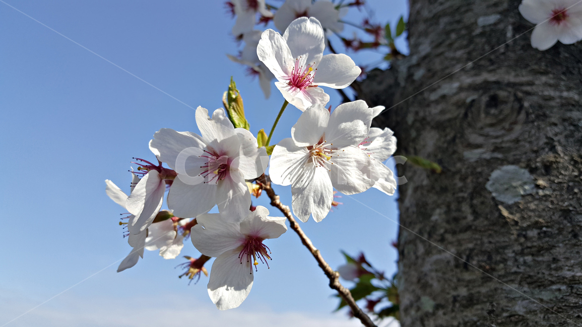 꽃,blossom,cherryblossom,식물,plant,벚꽃,벚나무,식물,자연,plants,nature,꽃,flower