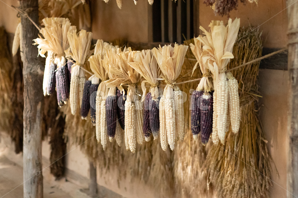 옥수수,시골,먹거리,음식,자연,건조,말리는,농촌,감성,추억,plant,식물,corn,시골,마을,풍경,landscape,country,rural,town