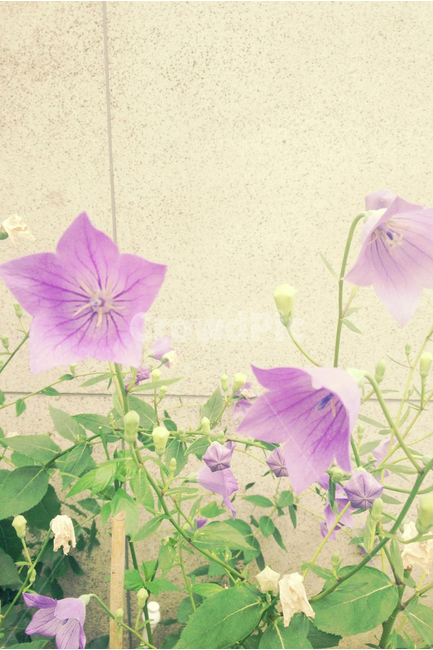 나팔꽃,보라,벽,배경,백그라운드,감성,morningglory,violet,purple,연두,잎,담장,background,식물,자연,plants,nature,꽃,flower