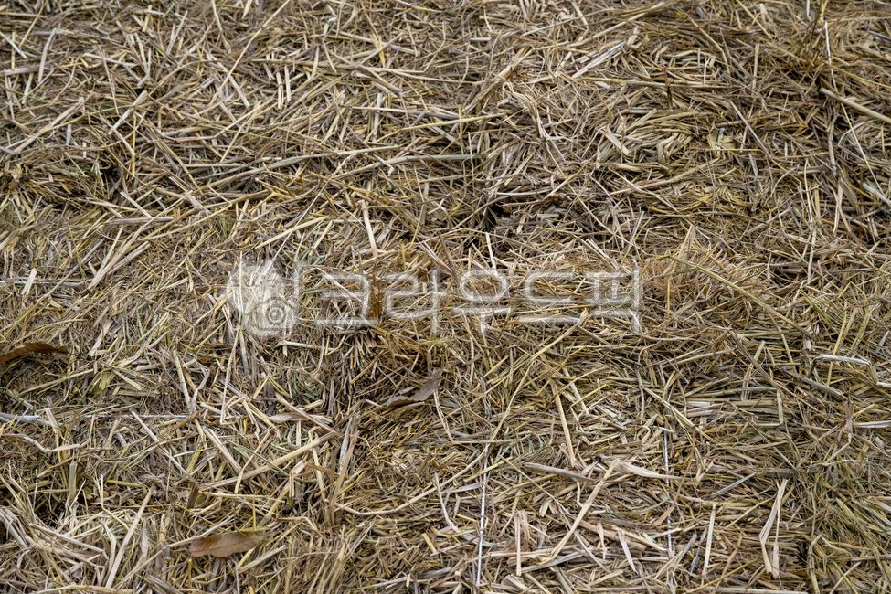 볏짚,볏단,짚,지푸라기,마른,갈색,재질,질감,nature,straw,자연,야외