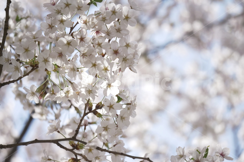 벚꽃,풍경,봄,자연,꽃,봄,계절,spring,season,식물,자연,plants,nature,꽃,flower,plant,blossom