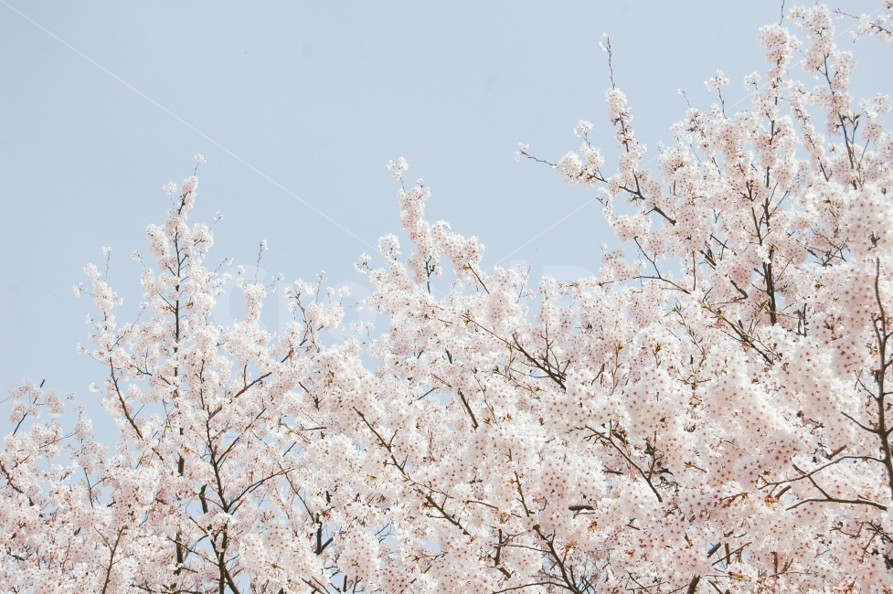 벚꽃,봄,하늘,감성사진,일상,식물,자연,plants,nature,봄,계절,spring,season,꽃,flower,plant,blossom
