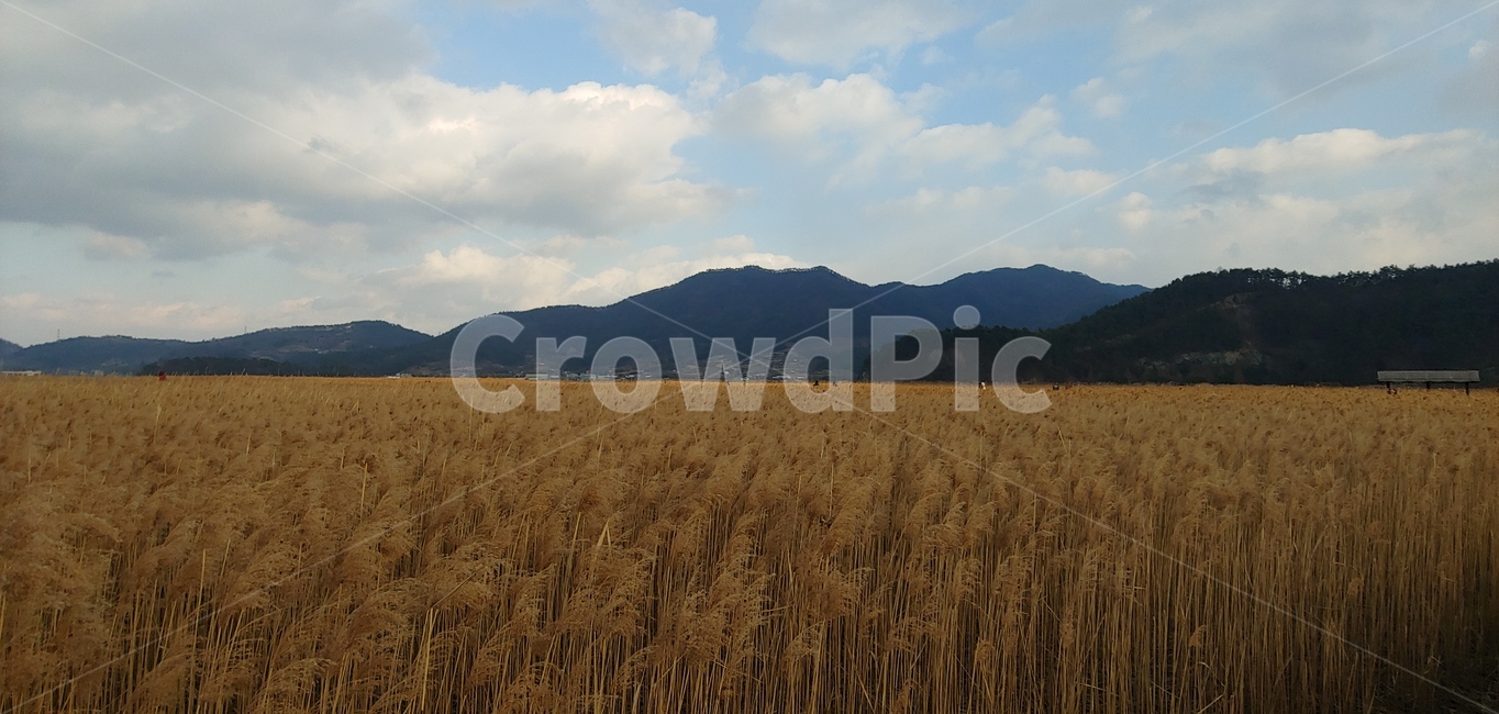 갈대,갈대숲,순천만,힐링,자연