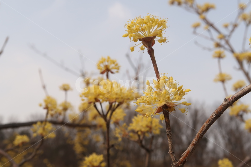 식물,꽃,flower,plant,blossom,봄,spring,계절,season,자연,nature,감성,봄꽃