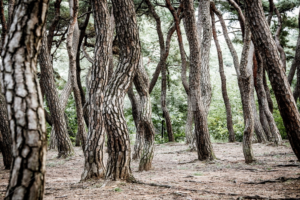 숲,소나무숲,삼릉숲,소나무,나무,식물,자연,plants,nature,나무,trees,wood