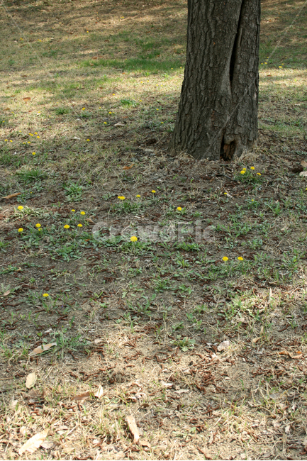 꽃밭,민들레,나무,봄,봄날,봄풍경,감성,spring,flower,공원,풍경,식물,새싹,잎,초록,꽃,노란색,봄,계절,spring,season,식물,자연,plants,nature,꽃,flower,나무,trees,wood,ground,바닥,plant,tree,tree trunk,나무 줄기
