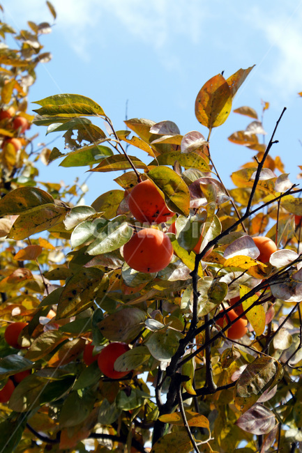 나무,감,가을,하늘,구름,trees,persimmons,autumn,sky,clouds