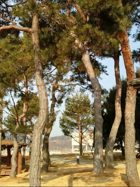 자연,경치,옥외,소나무,솔잎,nature,outdoor,plant,treetrunk,식물,나무줄기,tree,공원