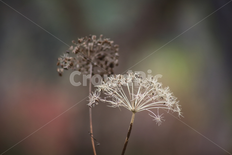 궁궁이,천궁,열매,종자,polymorphicangelica,식물,자연,plants,nature