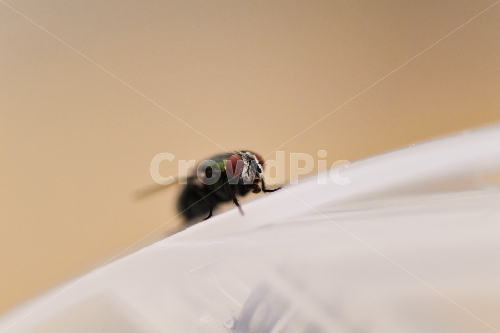 파리,똥파리,파리접사,파리눈,파리날개,살아있는파리,곤충,벌레,insect,bug