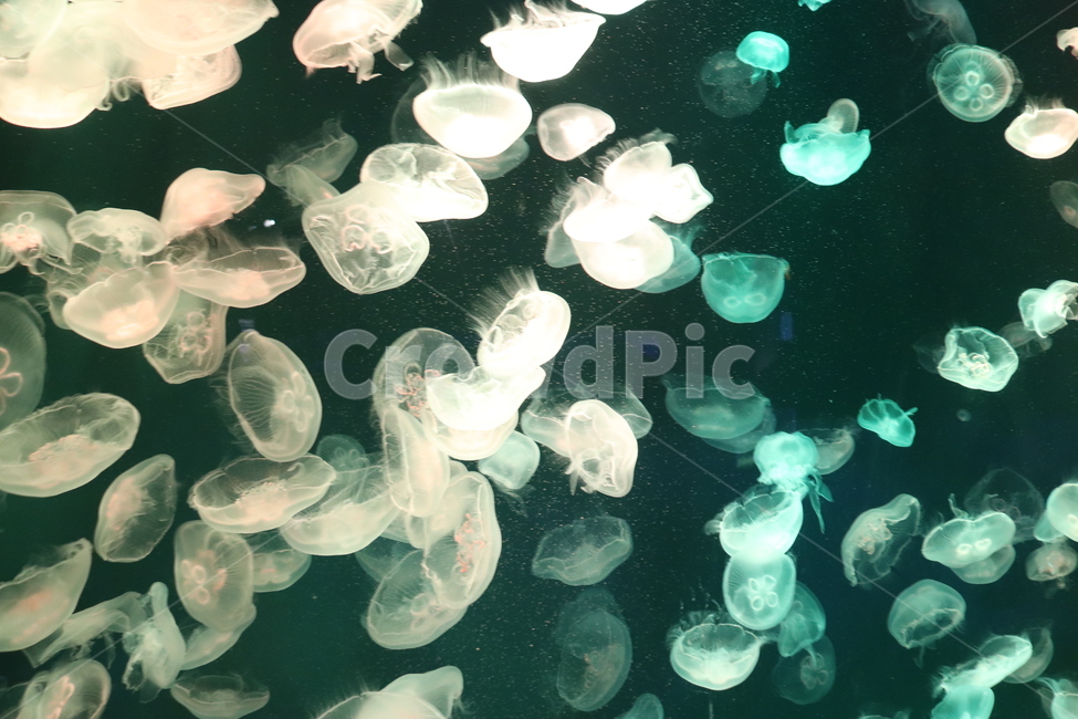 animal,동물,sealife,해양생물,해파리,jellyfish,invertebrate,무척추동물,수산물,해산물,fishery products,seafood