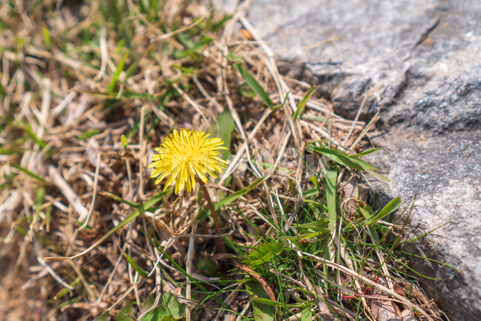 꽃,봄꽃,봄,민들레,식물,자연,flower,nature,식물,자연,plants,nature,꽃,flower