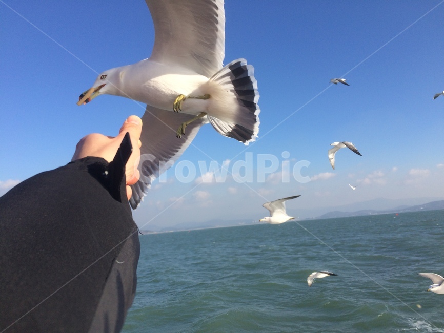 갈매기,바다,대천,비행,seagull,동물,animal,조류,새,birds