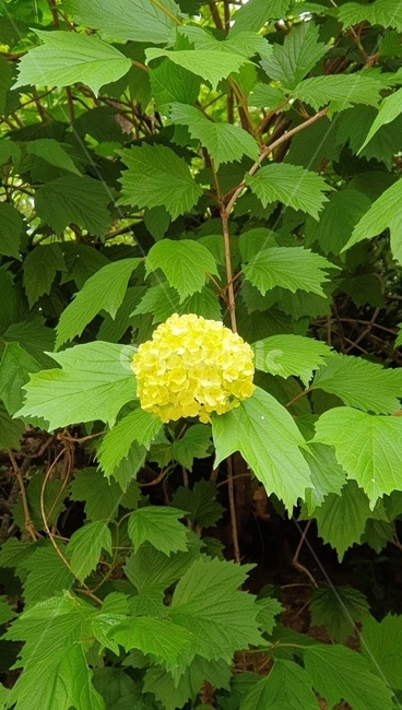 수국,꽃,노란꽃,한송이,잎,식물,leaf,plant,식물,자연,plants,nature,꽃,flower