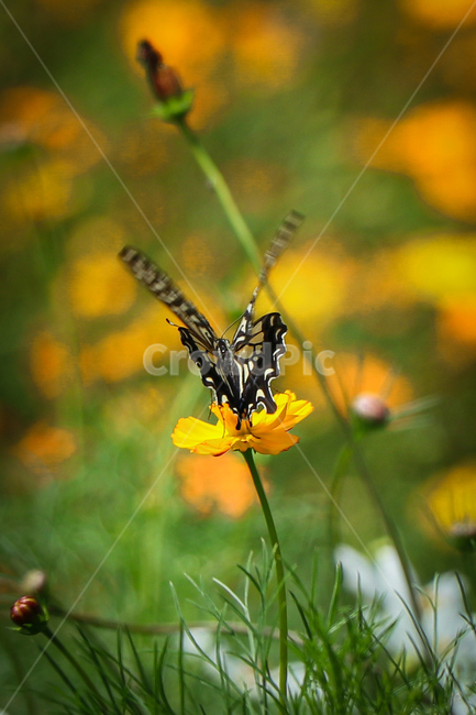 식물,꽃,코스모스,나비,자연,식물,자연,plants,nature,꽃,flower,곤충,벌레,insect,bug