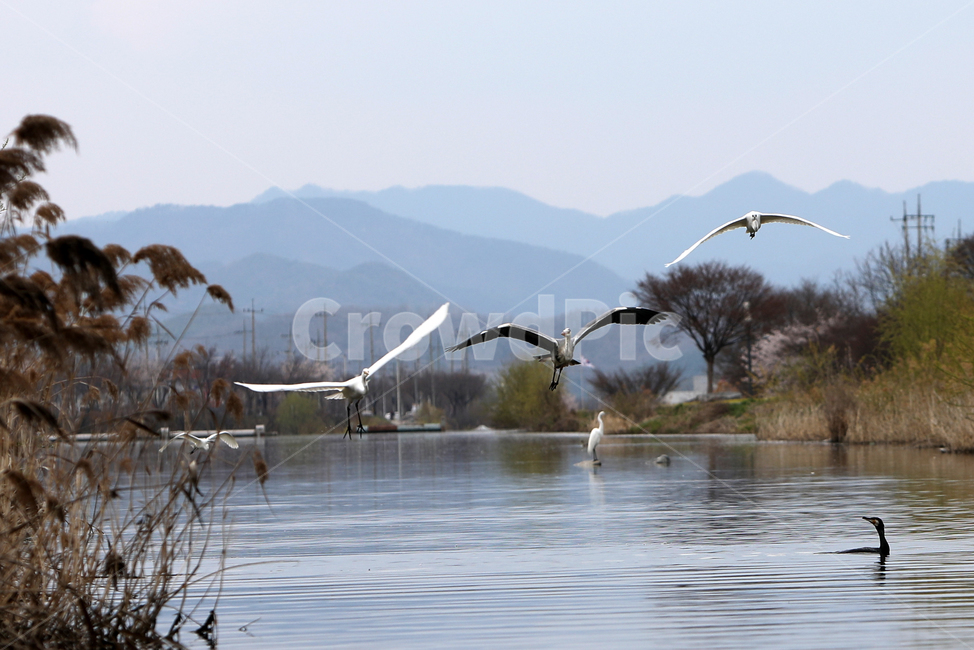 조류,bird,새,야생조류,오리,백로,외가리,동물,animal,조류,새,birds