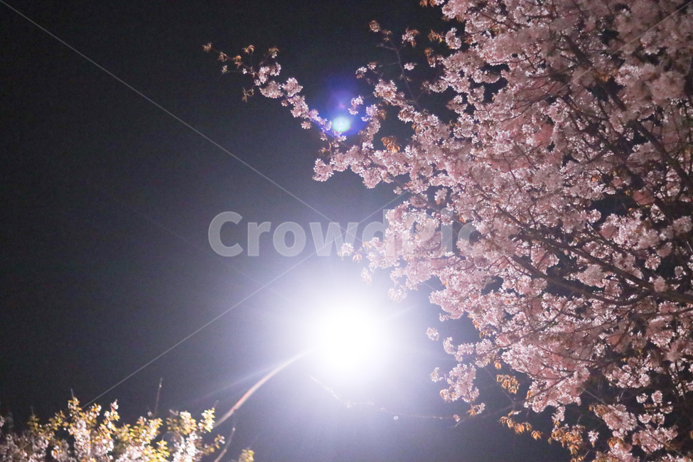 봄,꽃,벚꽃,야경,빛,봄,계절,spring,season,야경,밤,풍경,nightscape,night,landscape,식물,자연,plants,nature,꽃,flower,plant,light,flare,플레어