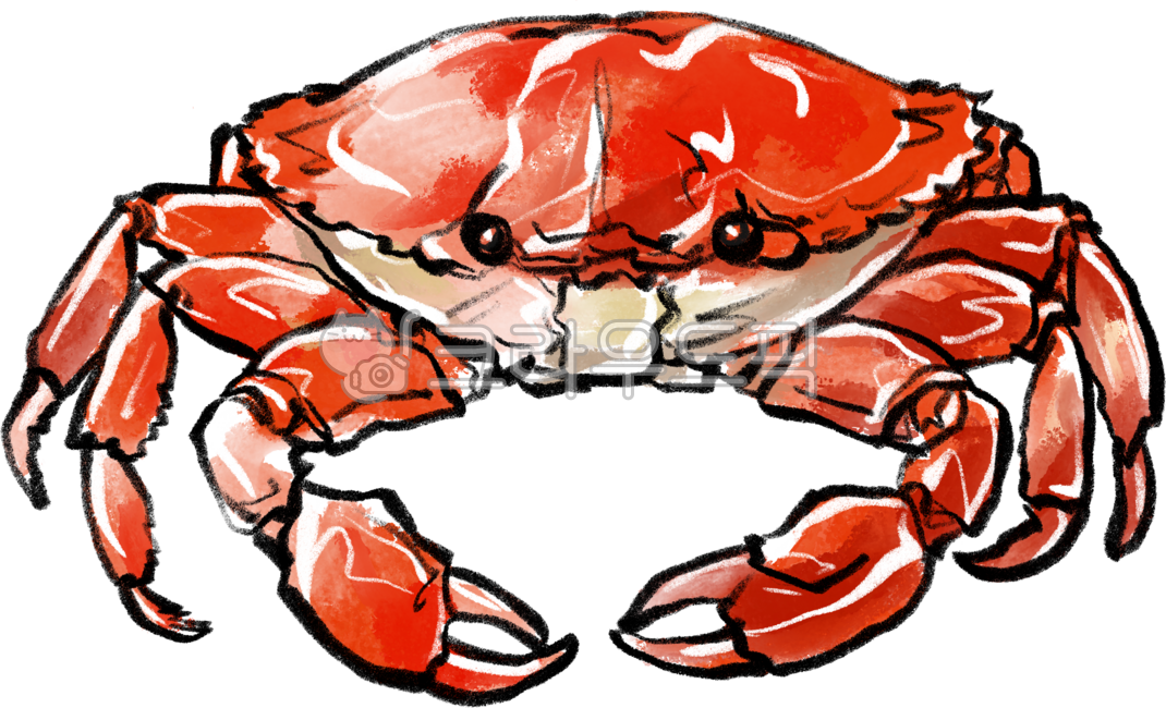 게,꽃게,활게,빨간,해산물,집게,crab,seafood,sea,claws,드로잉
