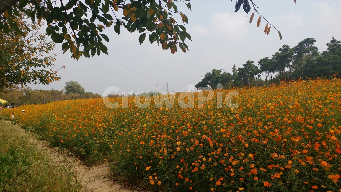 yellowcosmos,황화코스모스,가을,나들이,드림파크,가을,계절,fall,autumn,season,식물,자연,plants,nature,꽃,flower,grassland,목초지,field,들,outdoors,옥외