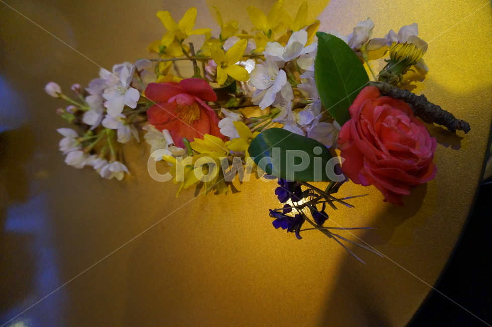 plant,식물,blossom,꽃,flower,꽃,flower