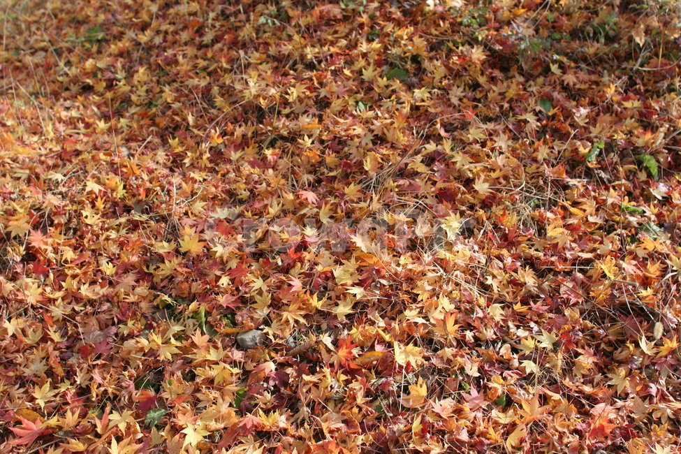단풍,가을,산,자연,붉은,단풍나무,단풍잎,가을,계절,fall,autumn,season,plant,식물,leaf,잎,ground,바닥
