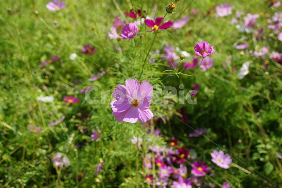 꽃,blossom,flower,식물,plant,코스모스,pink,식물,자연,plants,nature,꽃,flower