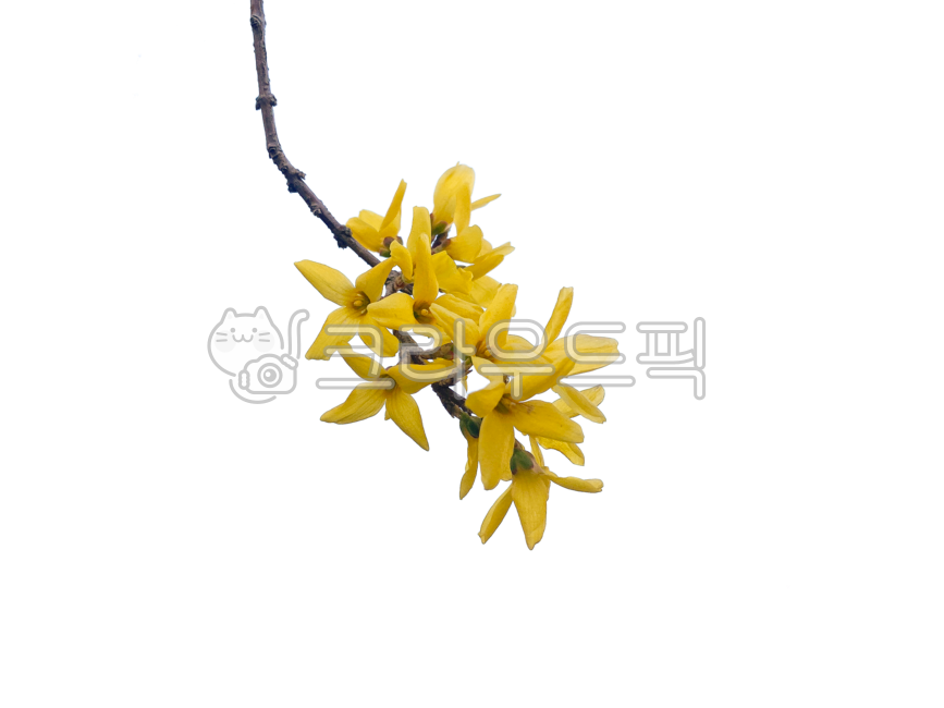 Nukki,yellow,isolated,March,flower tree,april,forsythia flower,spring,spring flowers,springflower,tabitha,flowertree,Emotion,sunny,blossom,nature,transparentbackground,png,clear,leaf,march,flower,transparent background,forsythia,background