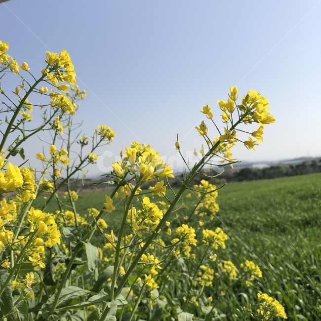 유채,유채꽃,봄꽃,봄,꽃사진,봄풍경,하늘,예쁜사진,봄,계절,spring,season,식물,자연,plants,nature,꽃,flower