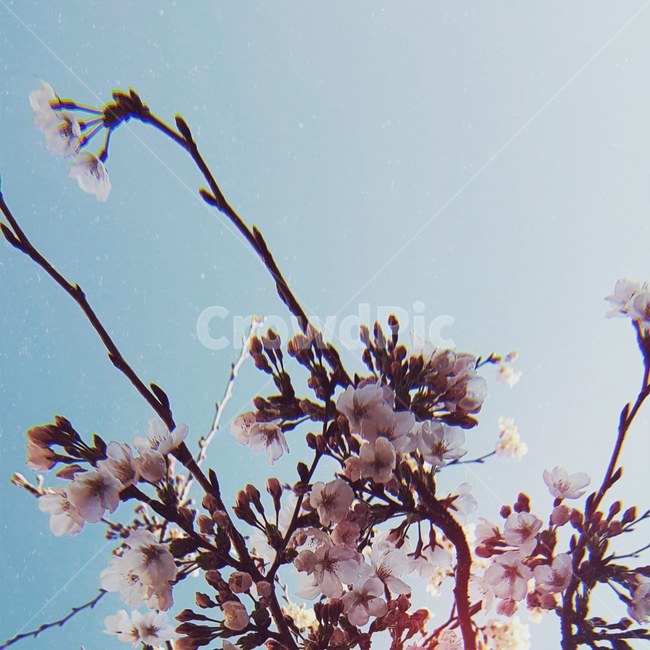 하늘,벚꽃,꽃,레트로,봄,벚나무,sky,retro,flower,spring