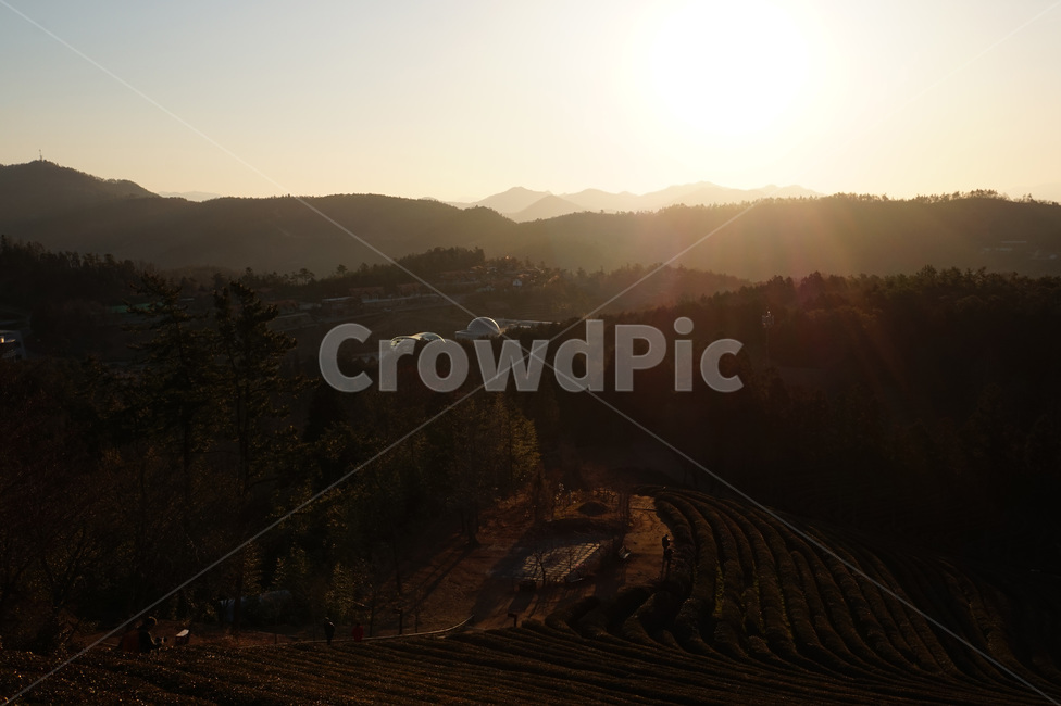 light,빛,플레어,보성차밭,일출,자연,풍경,sunset,자연,풍경,nature,landscape