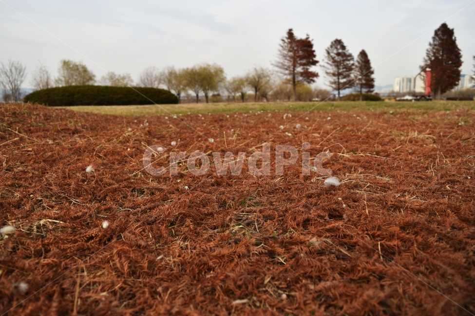 빨강,잔디,가을,나뭇잎,식물,자연,풍경,nature,landscape,ground,바닥,soil,흙,outdoors,옥외,land,땅