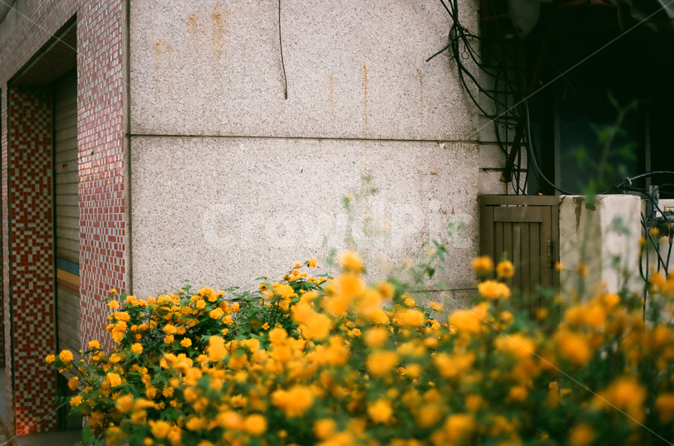 plant,식물,꽃,flower,yellow,식물,자연,plants,nature,꽃,flower