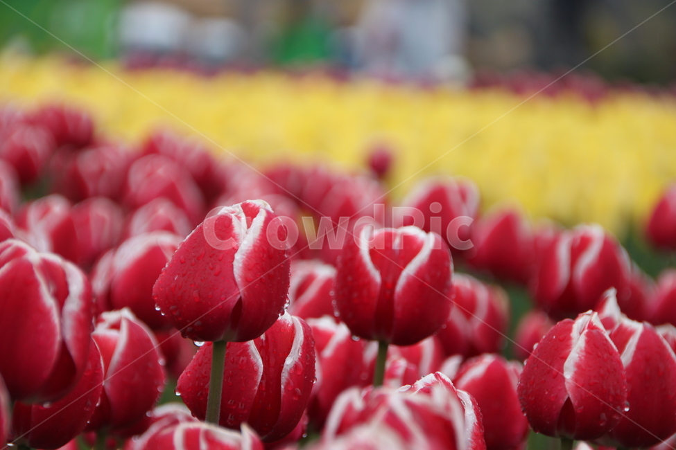 plant,식물,튤립,꽃,flower,tulip,식물,자연,plants,nature,꽃,flower