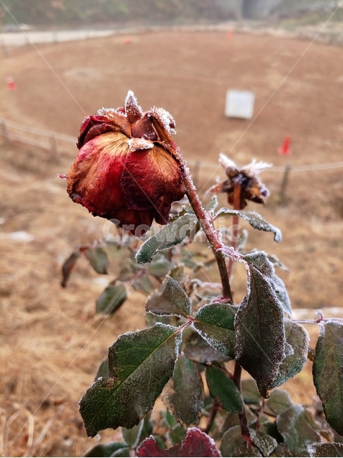 서리맞은꽃,서리,plant,식물,마른꽃,nature,자연,ice