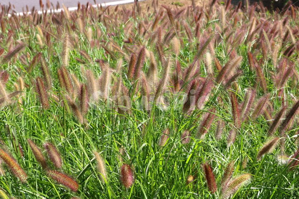 수크령,길갱이,랑미초,식물,벼과,벼과식물,자연,식물,자연,plants,nature