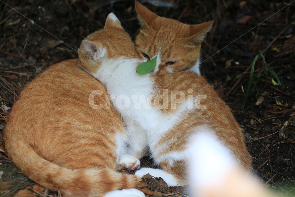 고양이,아기고양이,길고양이,가족,행복,모자,따스함,숲,동물,animal,포유류,mammal,고양이,cat,kitten,kitty