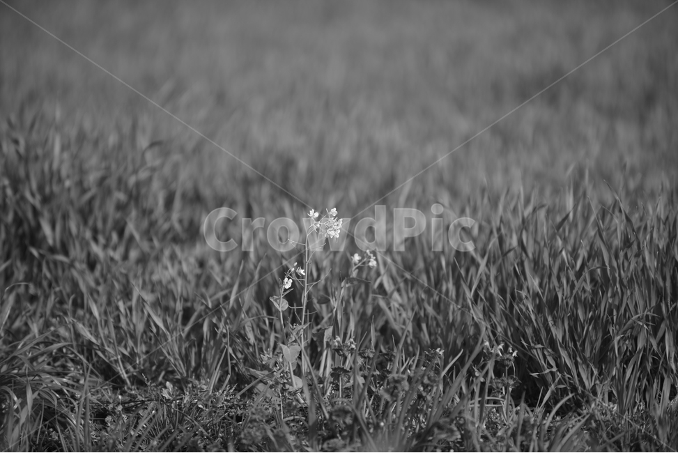꽃,봄,자연,식물,plant