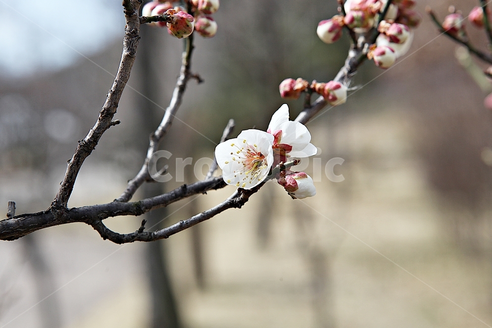 매화,매화꽃,꽃,꽃잎,봄꽃,봄,매화나무,식물,식물,자연,plants,nature,꽃,flower