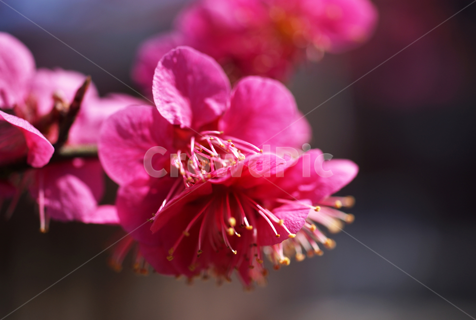 홍매화,매화,홍매,꽃,봄,계절,붉은빛매화,식물,자연,plants,nature,꽃,flower