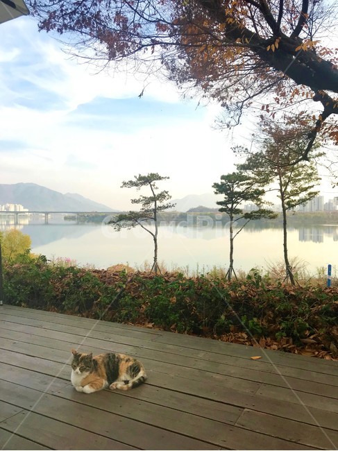 고양이,강,자연,나무,다리,산,데크,river,cat,동물,동물,animal,포유류,mammal,고양이,cat,kitten,kitty