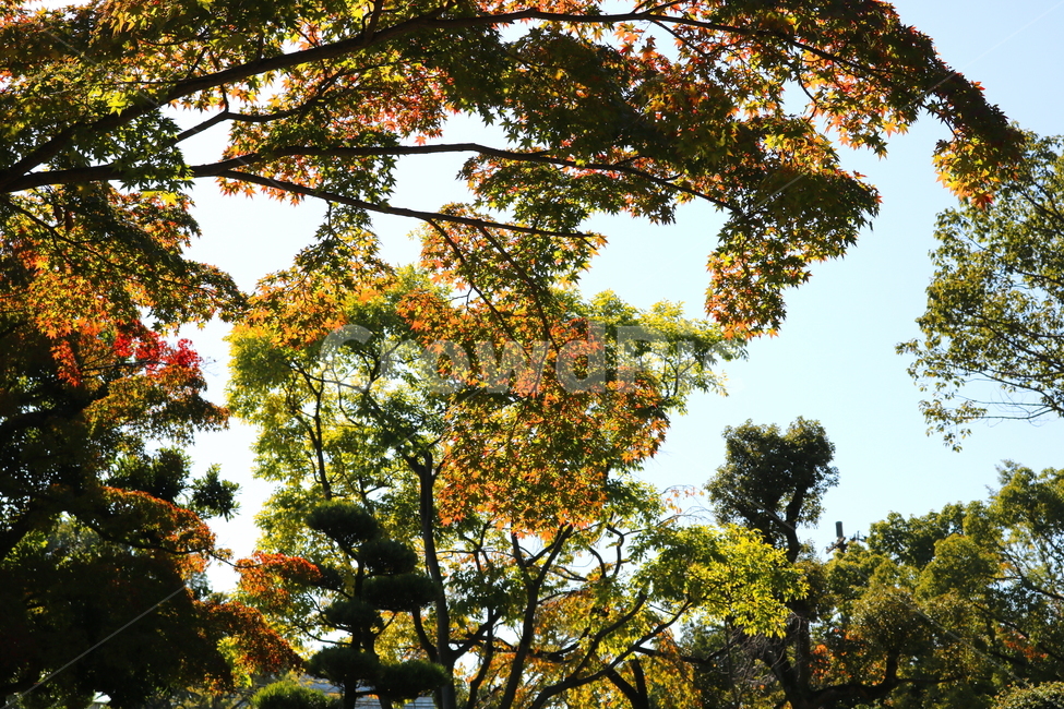 단풍,나무,단풍나무,식물,낙엽,자연,가을,나뭇잎,하늘,맑은하늘,가을,계절,fall,autumn,season
