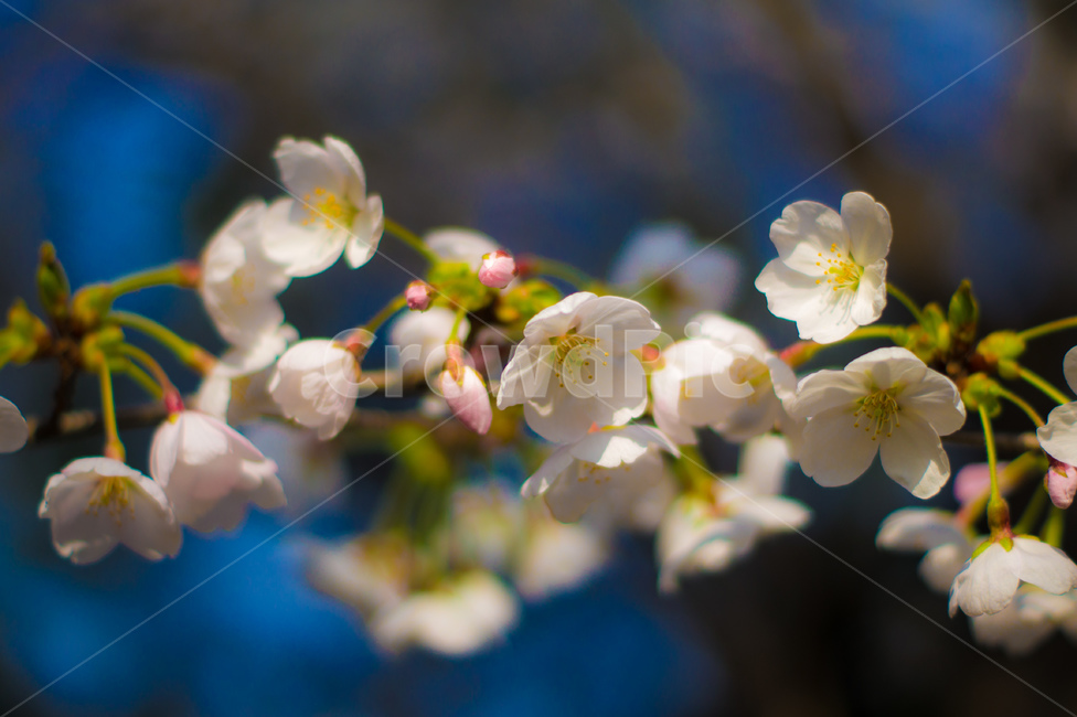 벚꽃,봄,핑크,꽃,식물,나무,벚꽃나무,꽃놀이,계절,season,wood,plant,nature,자연,landscape,flower,flowers,pink,spring,blossom,sherryblossom,봄,계절,spring,season,식물,자연,plants,nature,꽃,flower