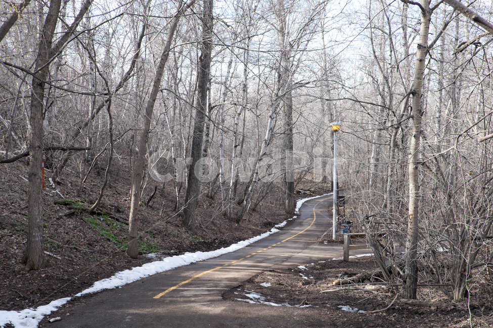 캐나다,canada,숲,길,숲길,겨울길,겨울산책,겨울,계절,winter,season,자연,풍경,nature,landscape,road,도로,asphalt,아스팔트