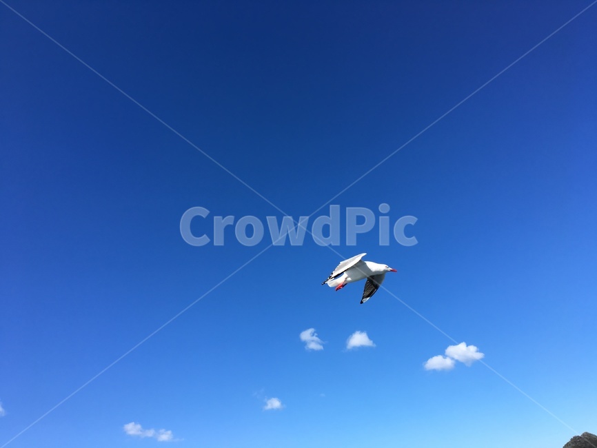 모험,adventure,animal,동물,bird,새,flying,nature,자연,갈매기,gull,sky,배경,맑은,파란,하늘,구름