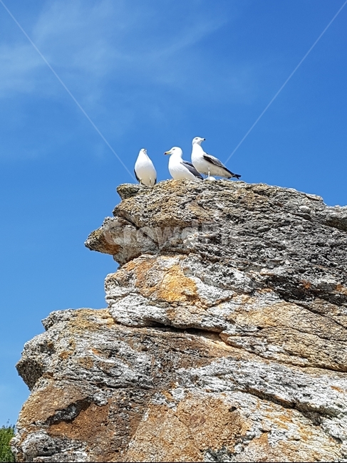 sky,Birds,Seagull,commongull,Gull family